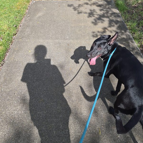A black pup on a leashed neighborhood walk